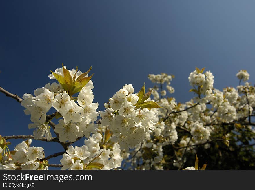 A close-up of cherry blossom against a clear blue sky shortly after dawn. More blossom, out of focus, in the background. Space for text in the sky.