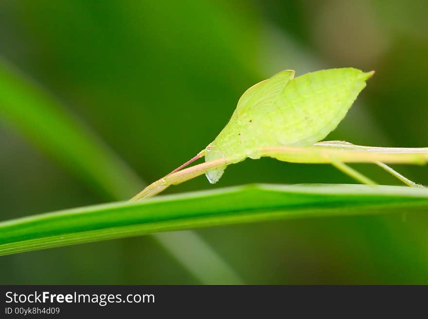 The insects on the leaf  with a green background