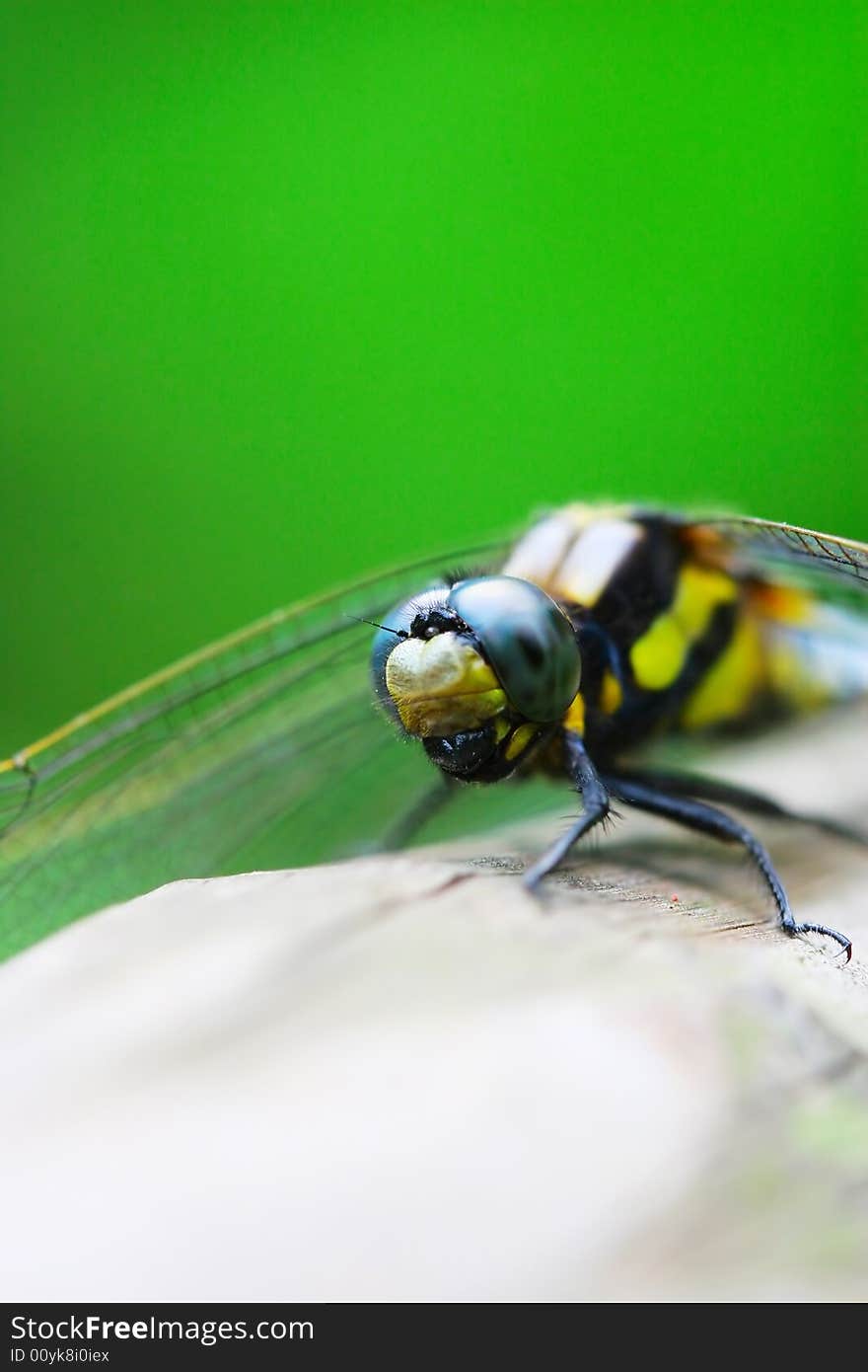 The dragonfly on a plant .waiting for the food .