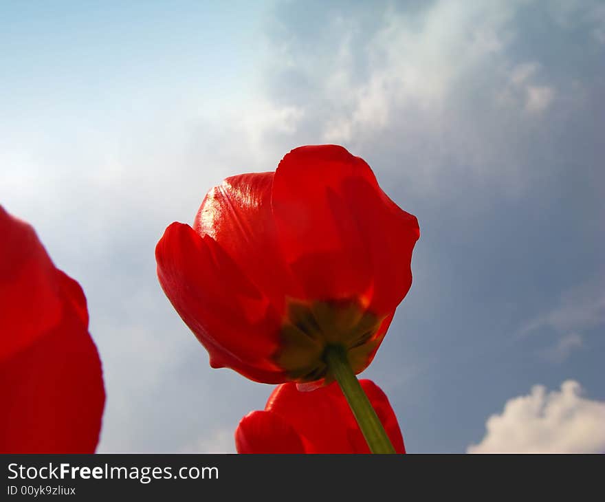 Red tulips on background of sky, close up