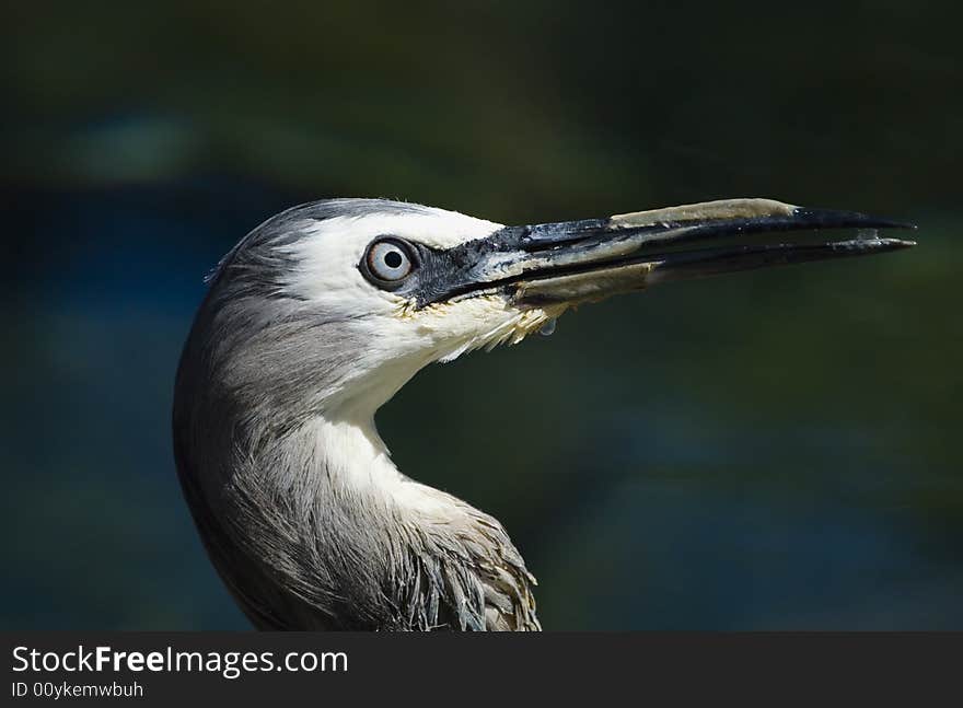 Head of a white-faced heron close-up