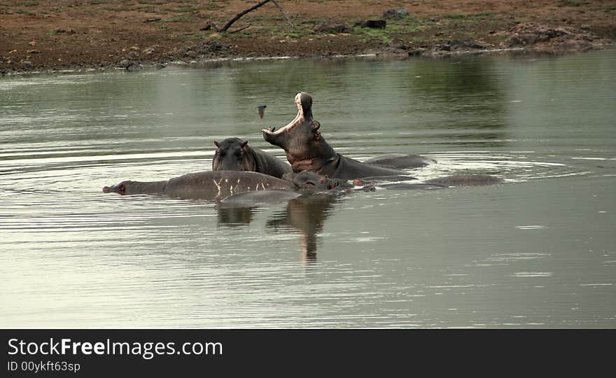 Roaring hippo in the middle of a group of other few in a natural dam in Pilansberg National Park in South Africa. Roaring hippo in the middle of a group of other few in a natural dam in Pilansberg National Park in South Africa.