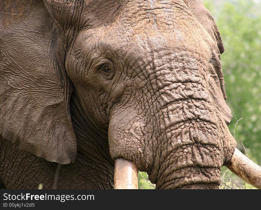 Close-up picture of African bull elephant was taken in Pilansberg National Park in South Africa. Close-up picture of African bull elephant was taken in Pilansberg National Park in South Africa