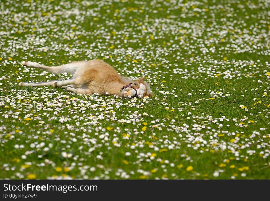 A sweet young horse foal resting on flower field