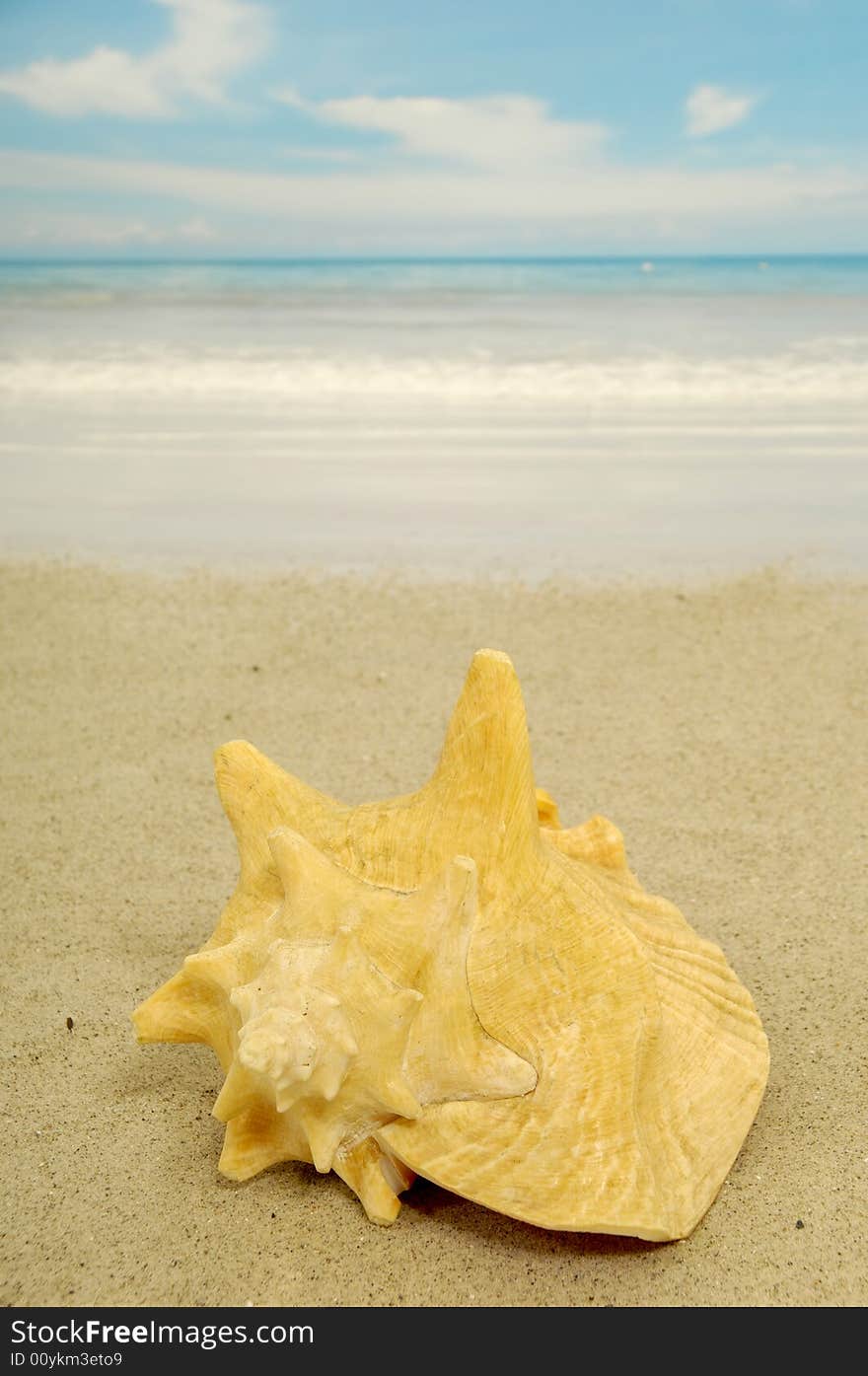 Conch on exotic beach, with the sea in the background.