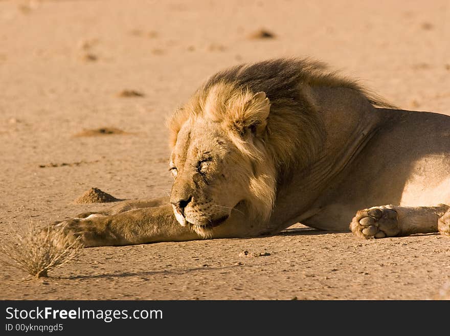 Black-maned lion in Kgalagadi Transfrontier Park