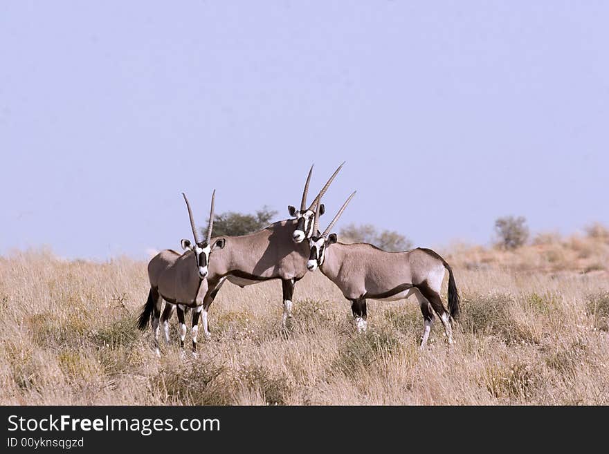 Three gemsbok in Kgalagadi Transfrontier Park