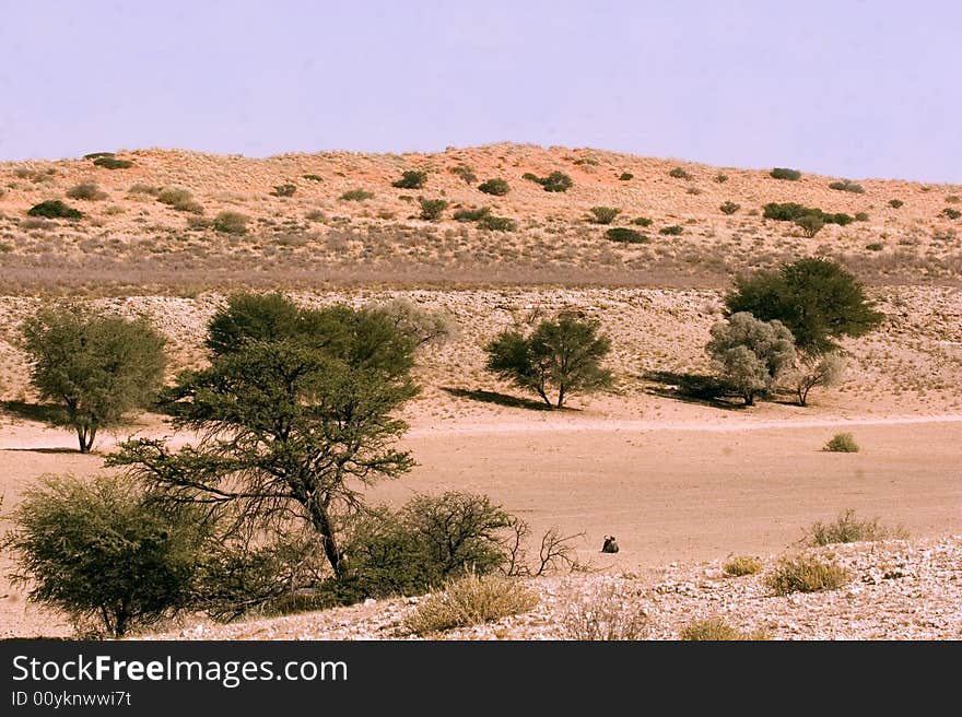 Kgalagadi Transfrontier Park Landscape