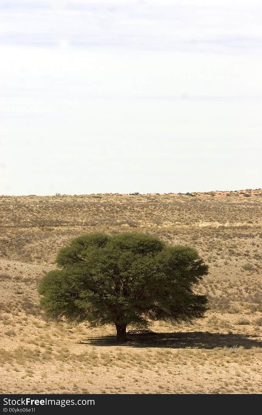 Kgalagadi Transfrontier Park Landscape