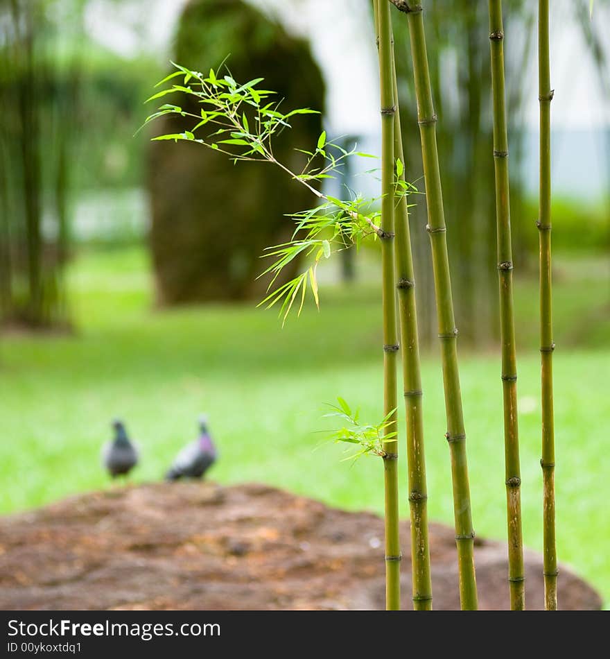 Bamboo saplings seen in a Chinese garden framing rocks and pigeons in the background. Bamboo saplings seen in a Chinese garden framing rocks and pigeons in the background