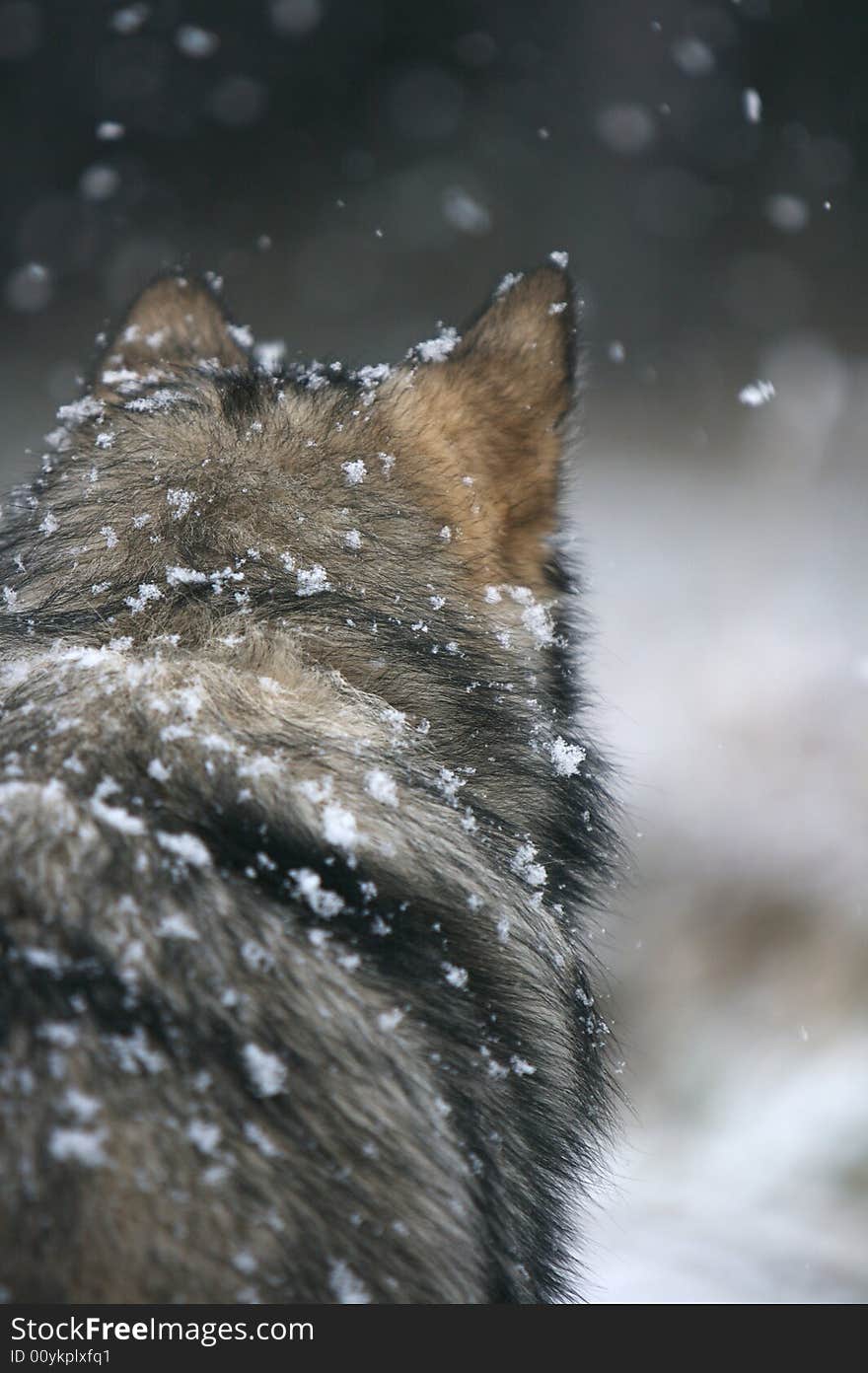 This Alaskan Malamute had seen some dogs getting ready for racing in the distance and watched them constantly.  I took this shot moments before he started howling and jumping up and down.

Their coats are very thick and the snow just settles on them. This Alaskan Malamute had seen some dogs getting ready for racing in the distance and watched them constantly.  I took this shot moments before he started howling and jumping up and down.

Their coats are very thick and the snow just settles on them.