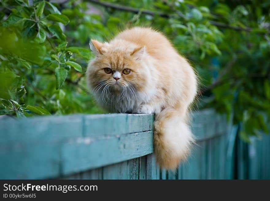 Cat on a fence