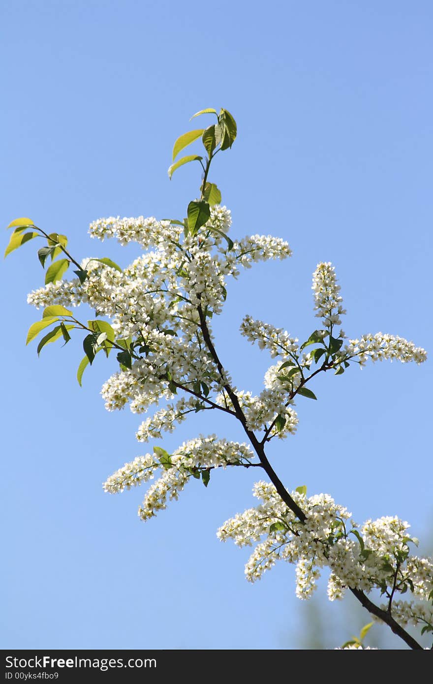 White bird cherry in the summer