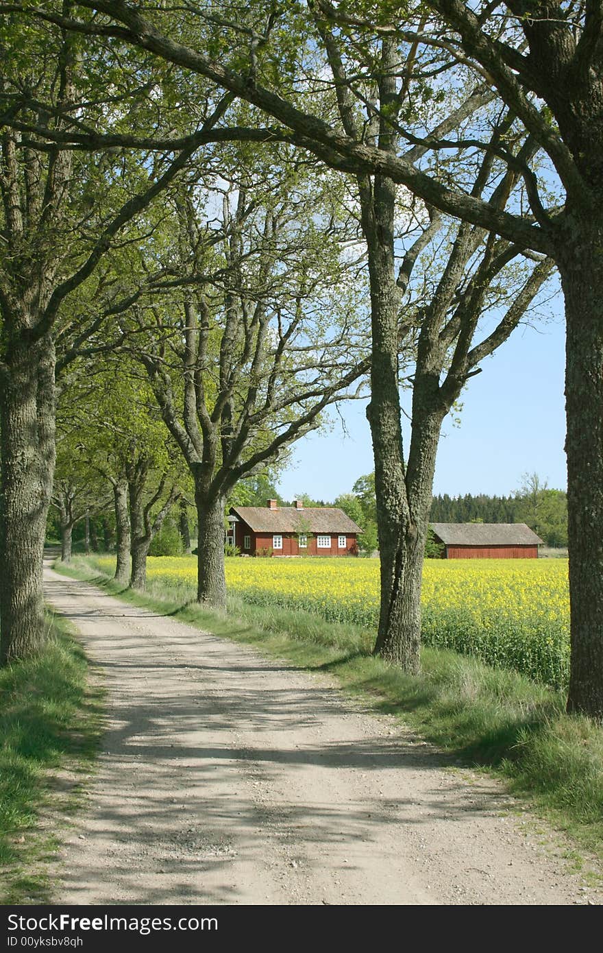 Tree alley with a red cottage by a field