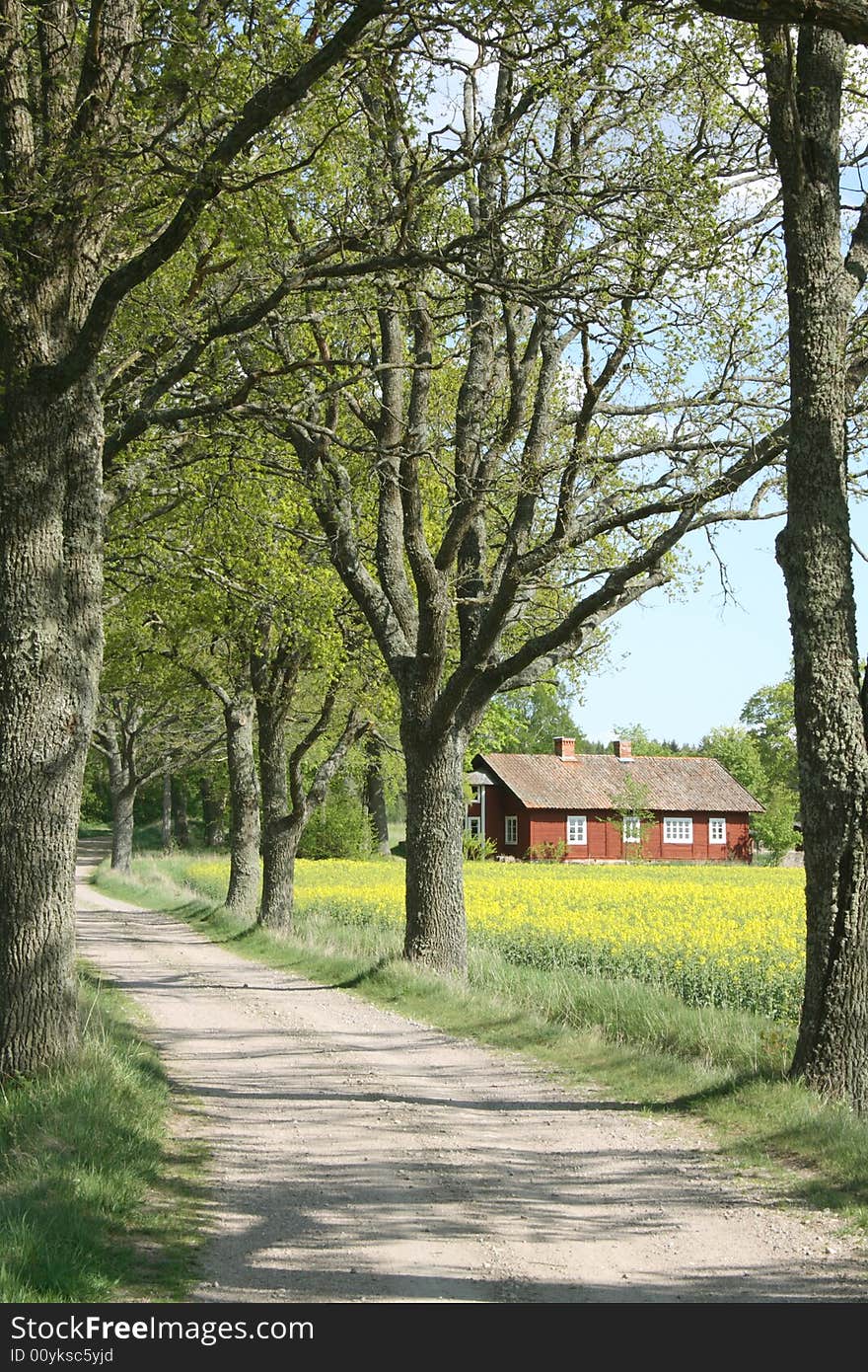 Tree alley with a red cottage by a field