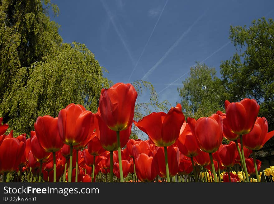 Tulips thrust their flowers high into a blue sky, streaked with vapour trails from passing airliners. Taken on a spring morning. Tulips thrust their flowers high into a blue sky, streaked with vapour trails from passing airliners. Taken on a spring morning.