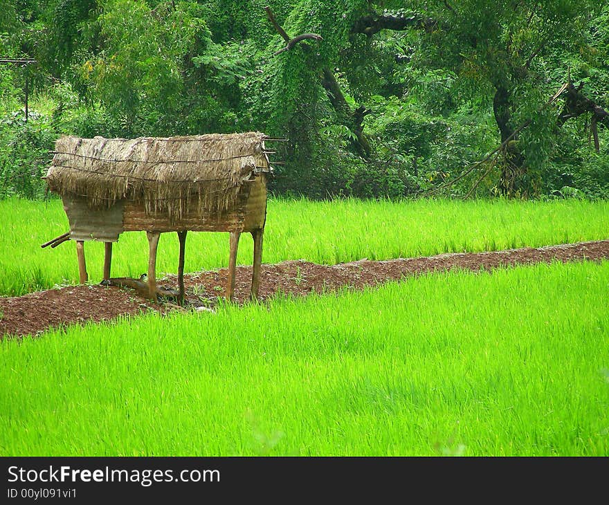 Storage Hut in the Field