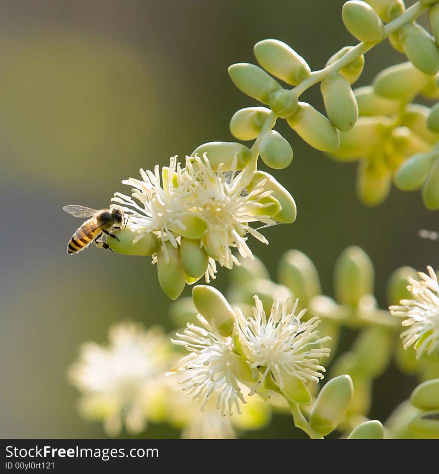 Bee on Palm Flower