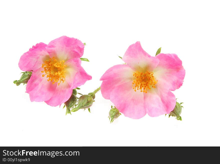 Two rose flowers isolated on a white background. Two rose flowers isolated on a white background