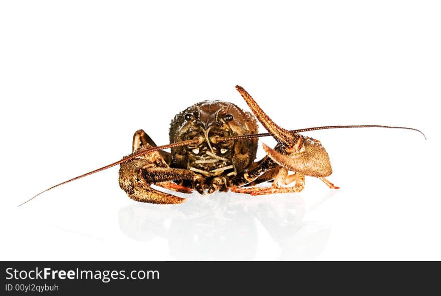 Crayfish on white