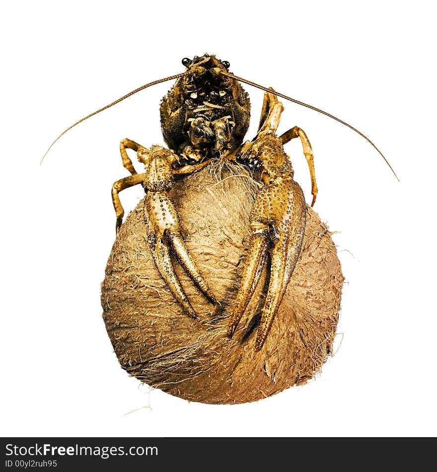 Crayfish on coconut isolated on white background