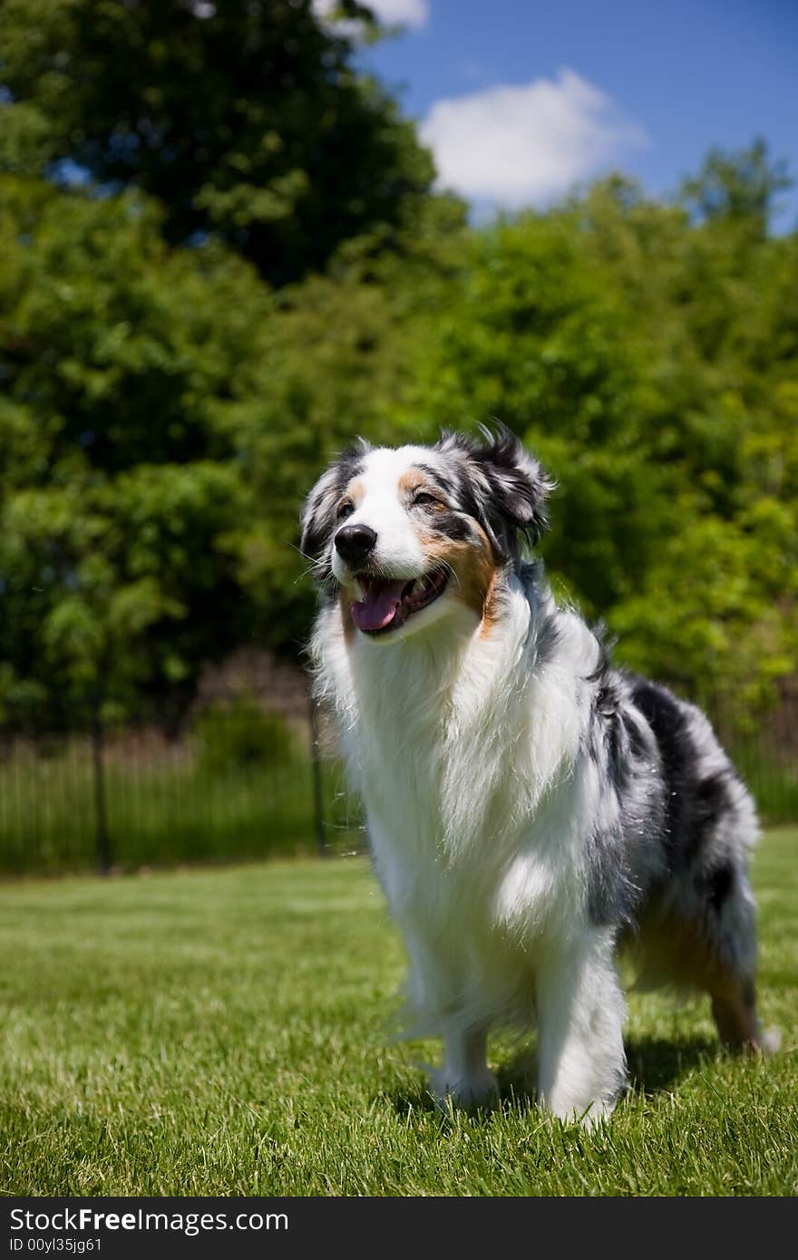 A beautiful Blue Merle Tri-color Australian Shepherd stands proudly looking toward his master,. A beautiful Blue Merle Tri-color Australian Shepherd stands proudly looking toward his master,