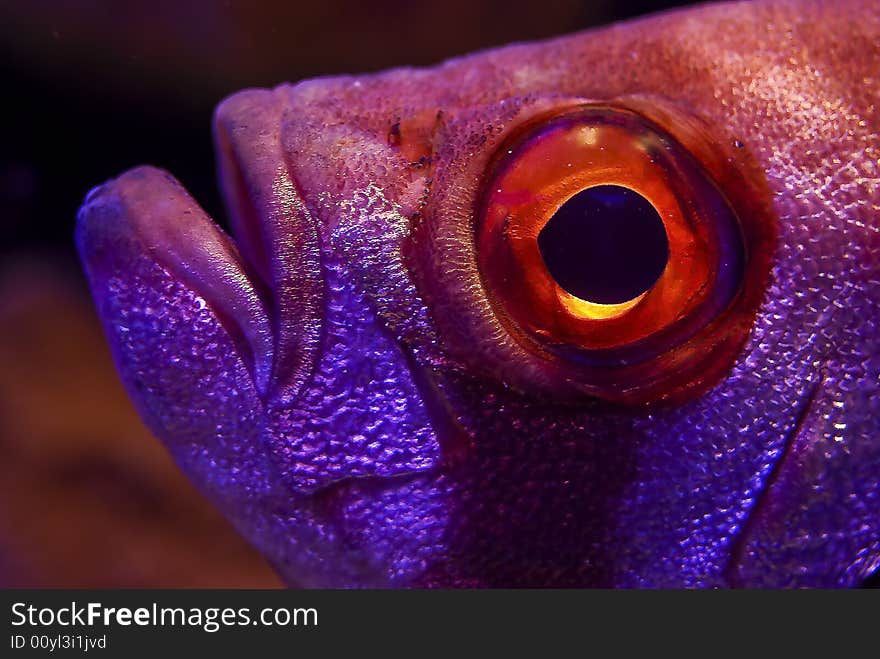 Portrait Of Coral Reef Fish