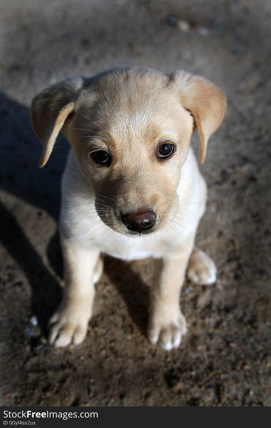 Puppy labrador retriever looking to the camera