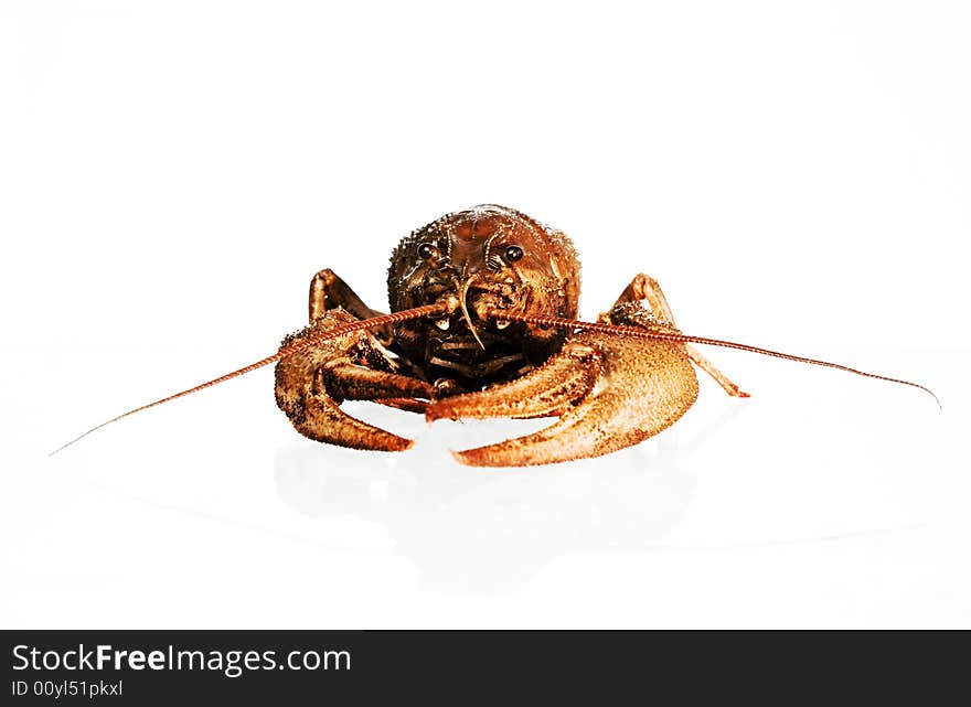 Crayfish isolated on white background. Crayfish isolated on white background