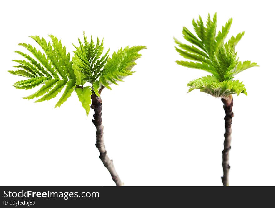 Plant isolated on white