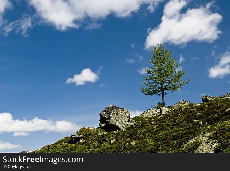 Small Tree near the top of Flüela. Small Tree near the top of Flüela