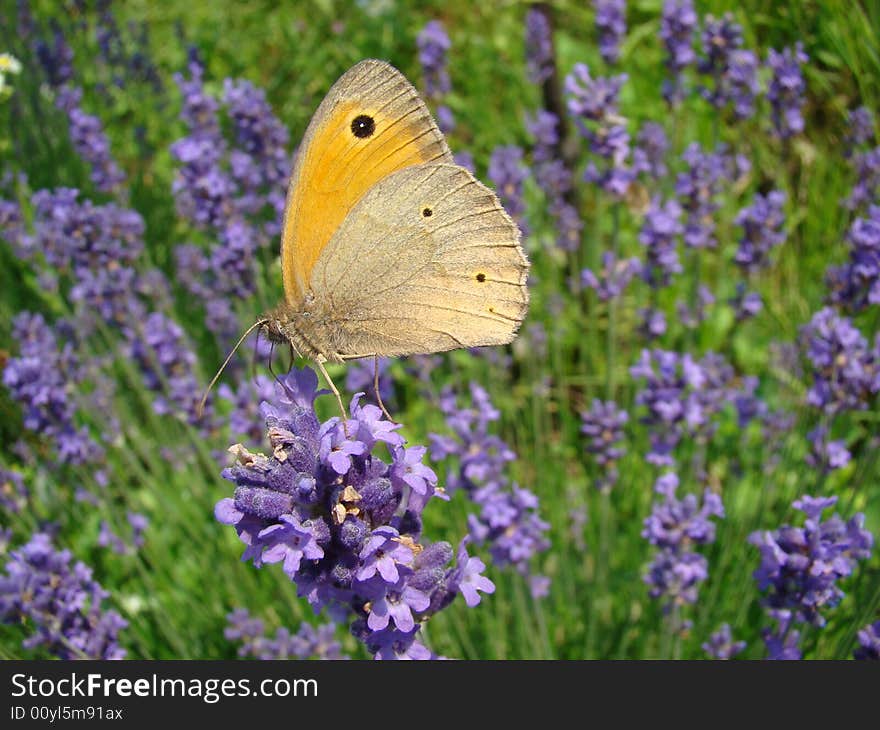 Butterfly on lavender