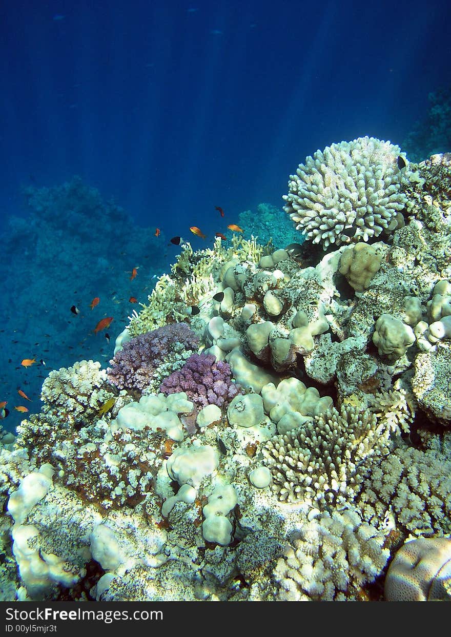 Underwater Landscape