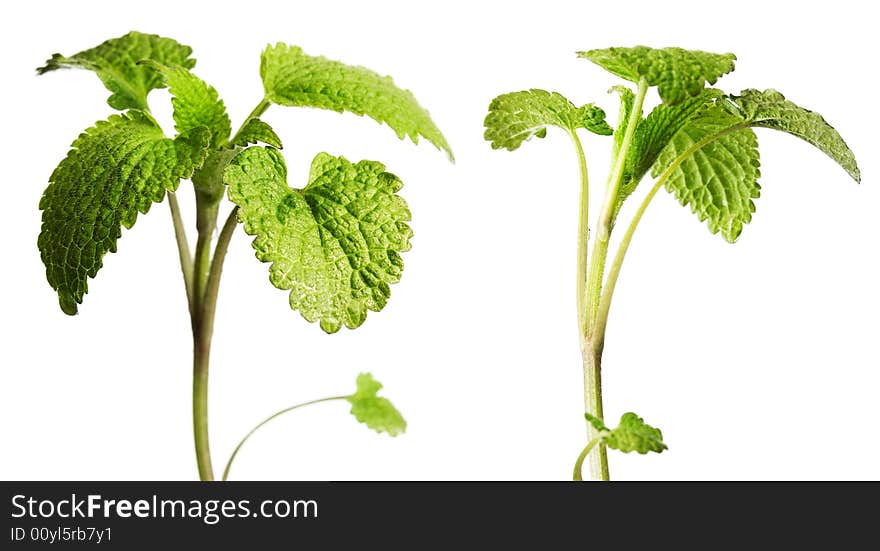 Plant isolated on white background.