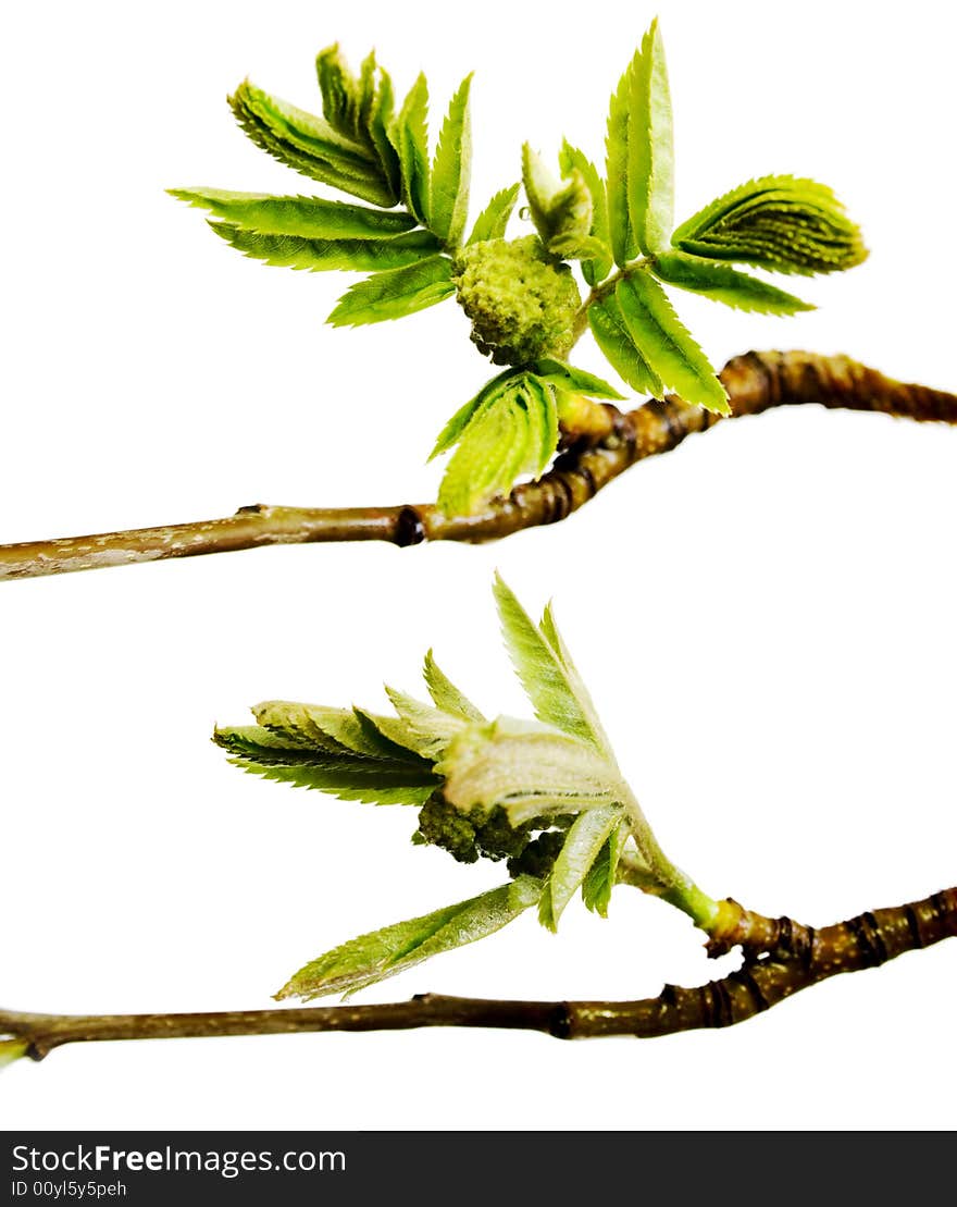 Plant isolated on white background