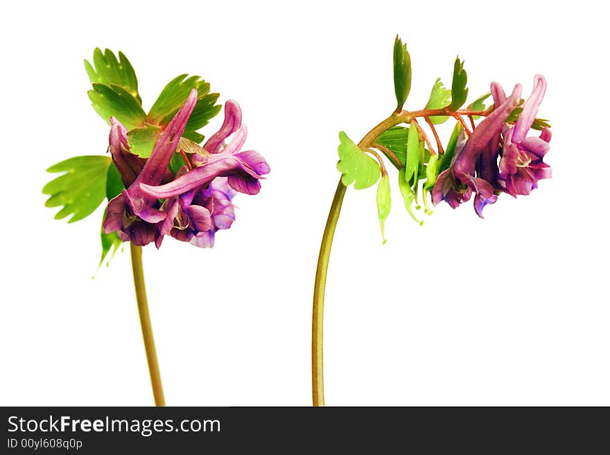 Flower isolated on white background. Flower isolated on white background