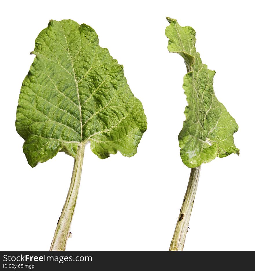 Plant isolated on white background.