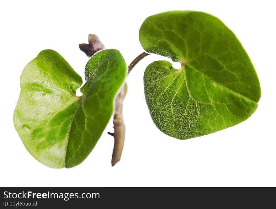 Plant isolated on white background.