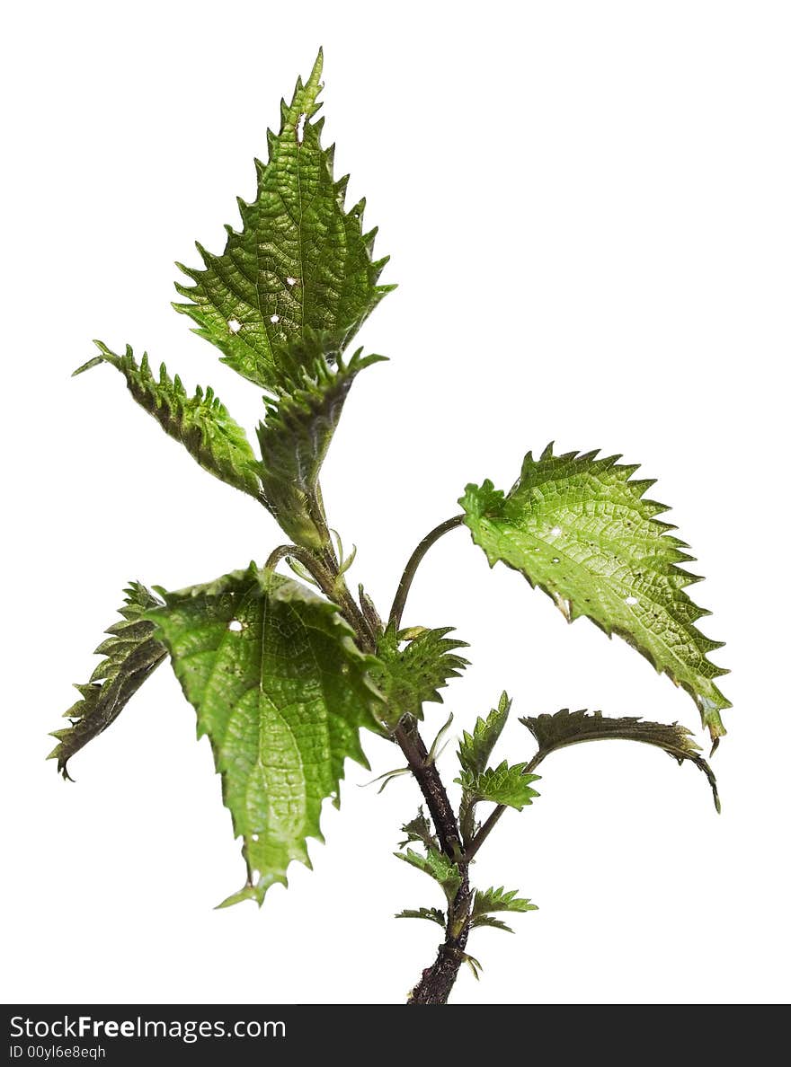 Plant isolated on white background