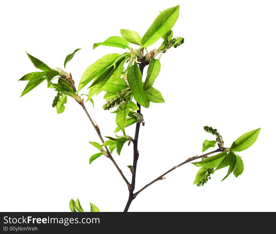 Plant isolated on white background