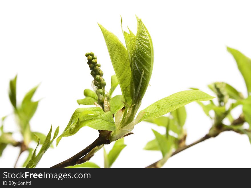 Plant isolated on white background