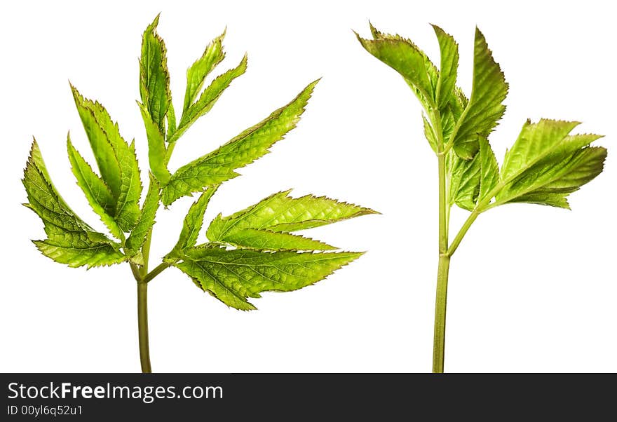 Plant isolated on white background.