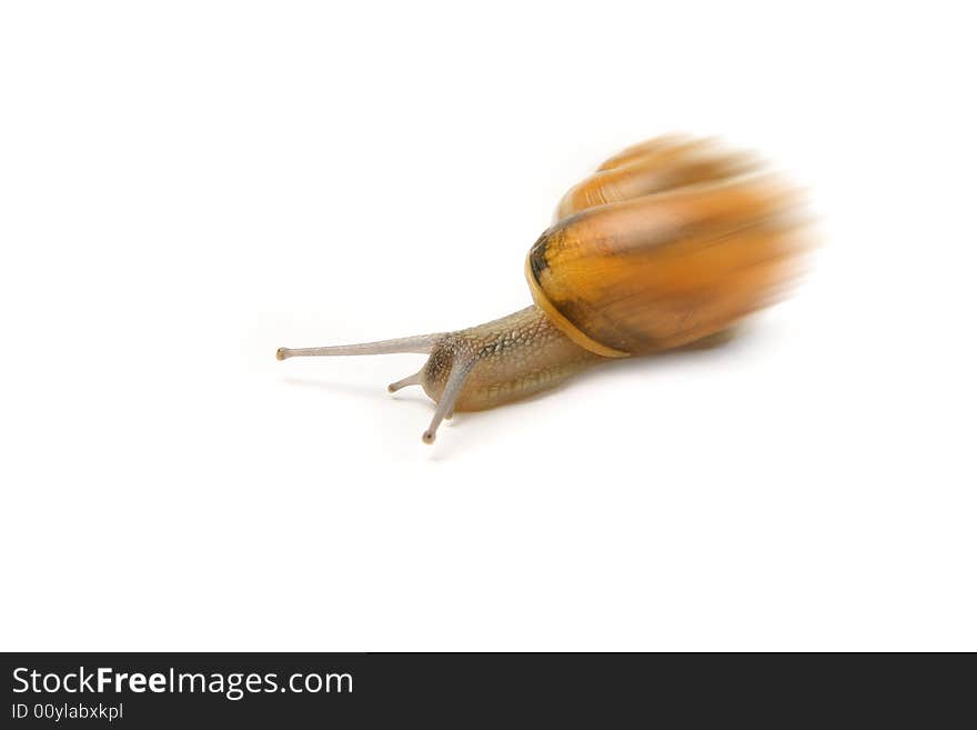 Garden snail with its shell in the blurr. Garden snail with its shell in the blurr