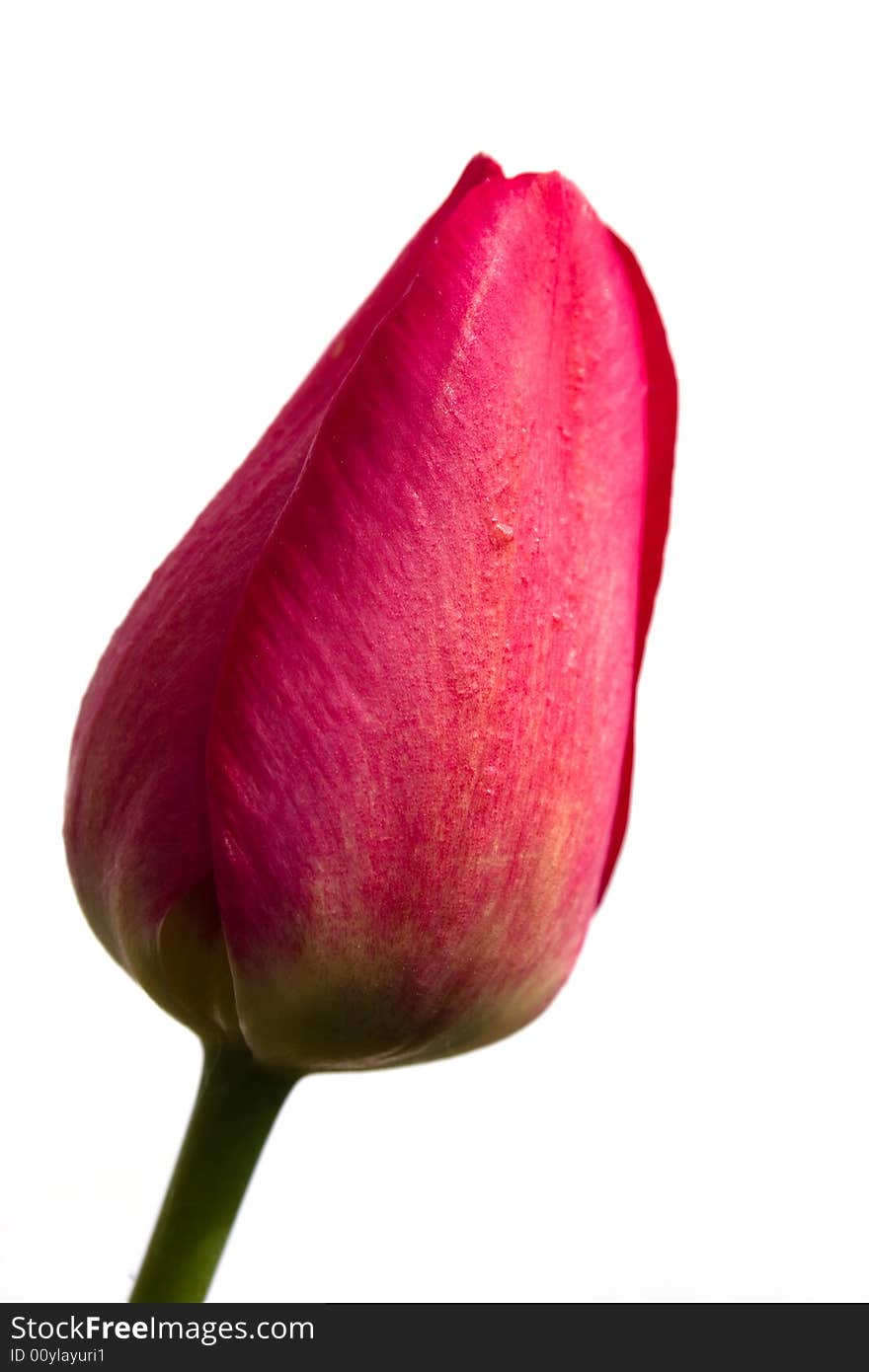 Red tulip