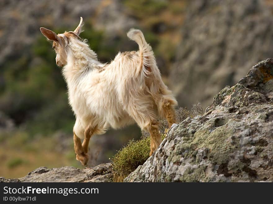 Goat isolated against a Rock- Gokceada-Turkey. Goat isolated against a Rock- Gokceada-Turkey