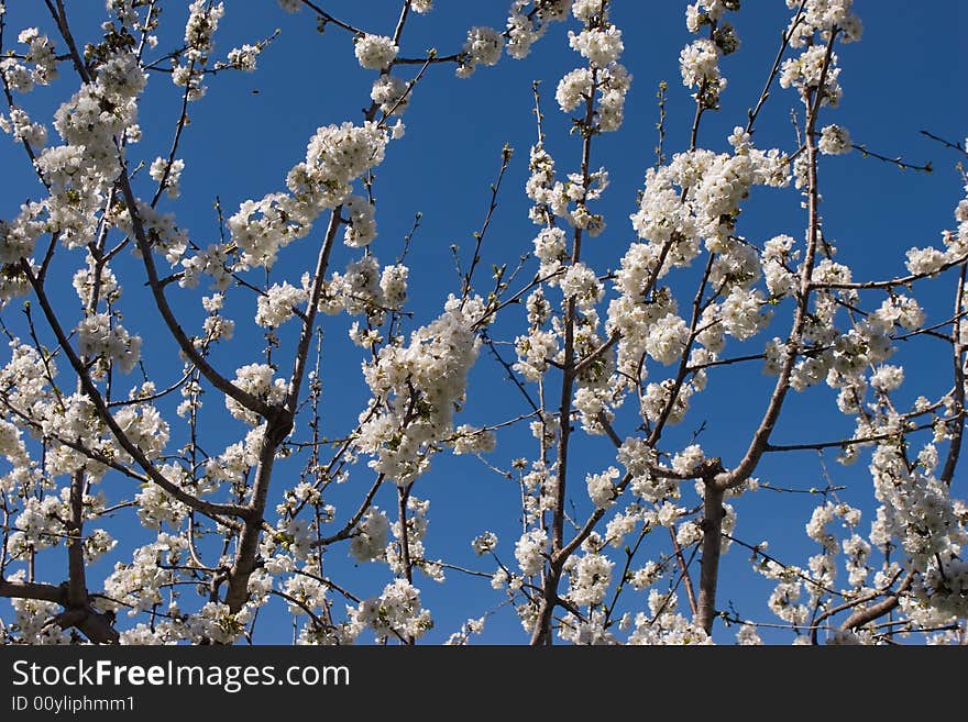 Branches of a flowering cherry for backgrounds