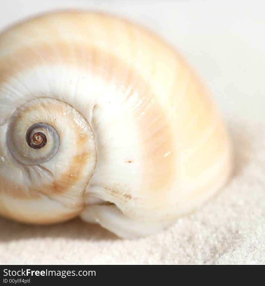 Detail of beautiful curved seashell on sand