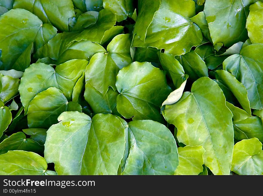 Hudge unusual leaves after rain. Hudge unusual leaves after rain