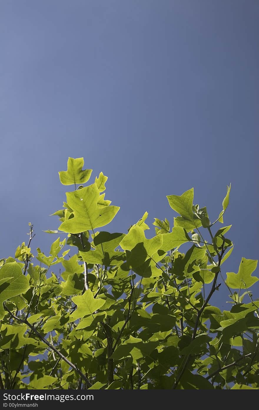 Tulip Tree leaves against clear blue sky