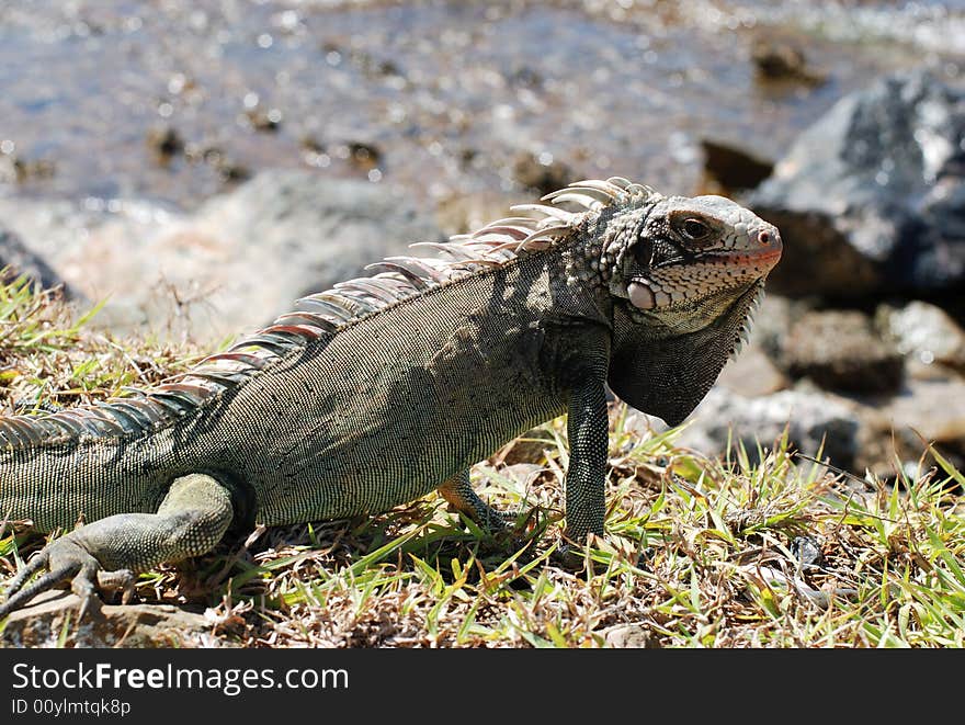 Iguana On A Beach